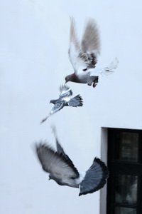  ������� �����